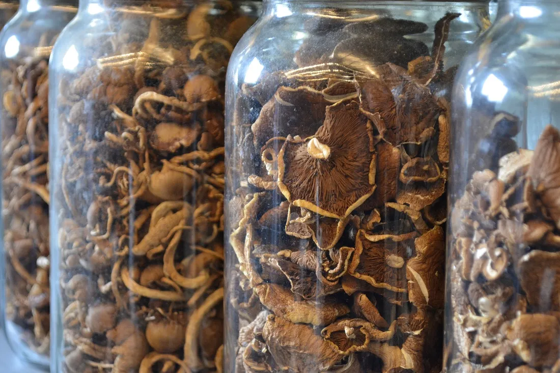 Champignons bios bretons